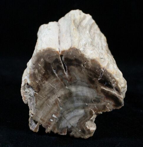 Petrified Wood Limb Section - Madagascar #3351